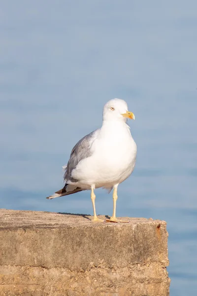 Selective Focus Shot Large White Headed Gull Standing Front Lake — Stock Photo, Image