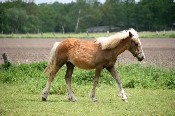Ein Braunes Pferd Sommer Auf Dem Feld — Stockfoto