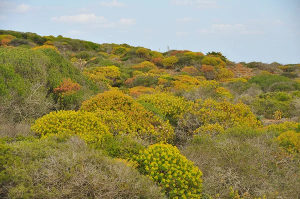 Utsikt Över Grön Frodig Vegetation Spanska Menorca Spanien — Stockfoto