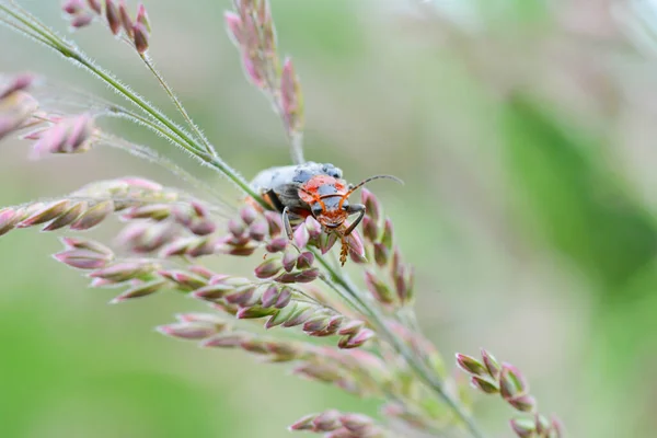 Soldier Beetle Green Meadow Cantharis Fusca Macro Insect Wildlife Natural — Stock Photo, Image