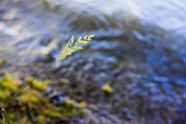 Närbild Gräs Blommor Suddig Sjö Vatten Bakgrund — Stockfoto