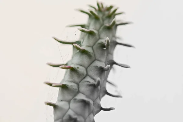 Una Macro Toma Los Detalles Una Planta Cactus Frente Fondo —  Fotos de Stock