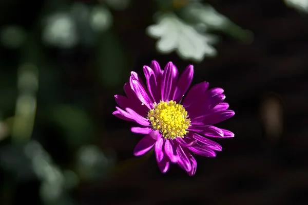 Una Macro Toma Vívida Flor Margarita Púrpura Aire Libre Durante — Foto de Stock