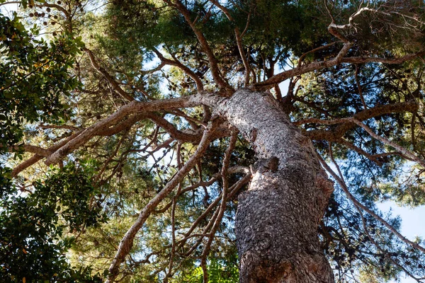 배경에 가지가 나무를 클로즈업 — 스톡 사진
