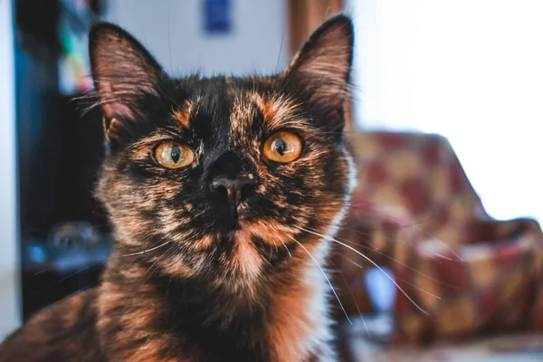 Turuncu Gözlü Sevimli Tüylü Kahverengi Evcil Kedinin Yakın Çekimi — Stok fotoğraf