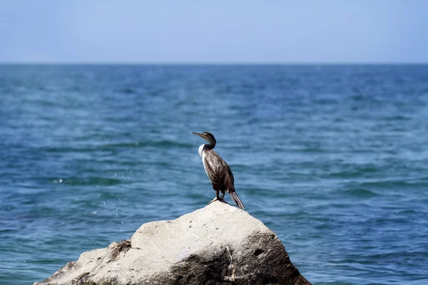 Cormorant Perched Rock Sea Background — Stock Photo, Image