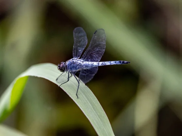 Primer Plano Una Libélula Kofuki Posada Sobre Una Hoja Sobre —  Fotos de Stock