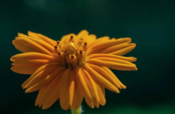 Foco Seletivo Uma Flor Sphagneticola Calendulacea — Fotografia de Stock