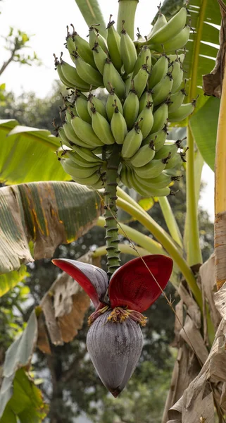 Вертикальний Знімок Бананової Рослини — стокове фото
