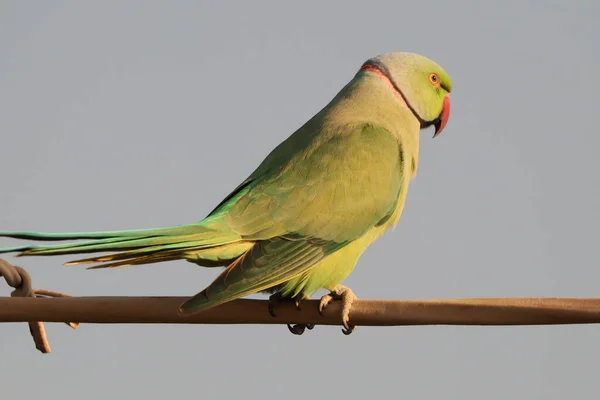Rose Ringed Parakeet Perched Branch Isolated Gray Background — Stock Photo, Image