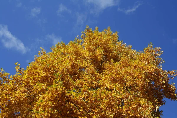 Bel Arbre Automne Sur Fond Ciel Bleu — Photo