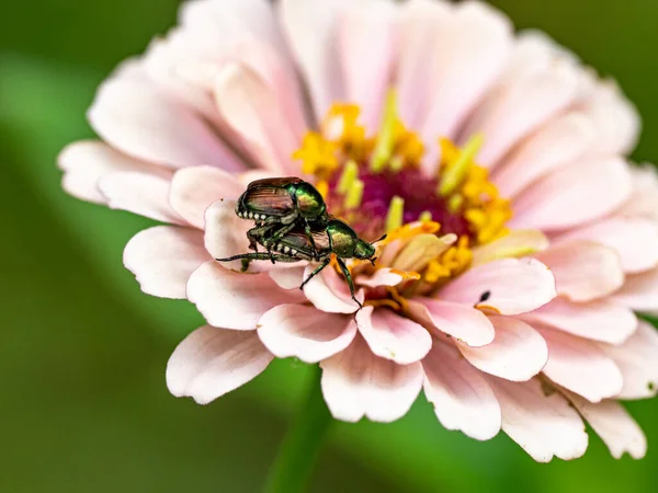 Primo Piano Scarabei Giapponesi Appollaiati Fiore Uno Sfondo Sfocato — Foto Stock