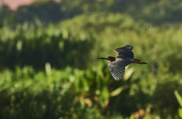 Closeup Shot Anhinga Bird Flying Field — Stock Photo, Image