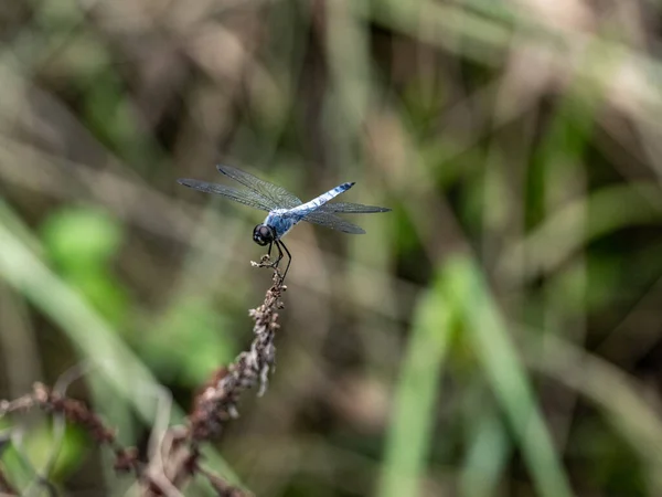 Close Kofuki Dragonfly Empoleirado Galho Fundo Embaçado — Fotografia de Stock