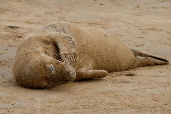 Cute Fur Seal Taking Rest Laying Ground Dirt — Stock Photo, Image