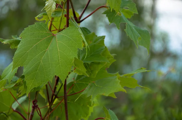 Eine Selektive Fokusaufnahme Grüner Ahornblätter Freien Bei Tageslicht — Stockfoto