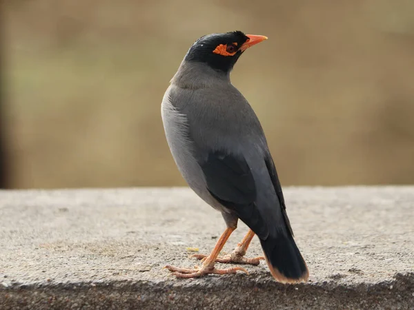 Primer Plano Pájaro Común Myna Posado Una Superficie Hormigón — Foto de Stock