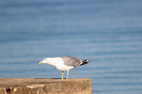 Enfoque Selectivo Una Gran Gaviota Cabeza Blanca Pie Frente Lago — Foto de Stock