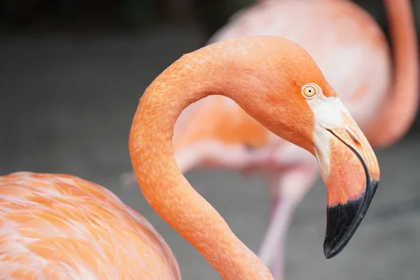 Miami Spojené Státy Srpna 2018 Detailní Záběr Úžasného Zářivého Flaminga — Stock fotografie
