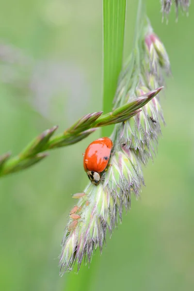 Beruška Jedí Afamily Mšic Zelené Trávě Divoký Hmyz Makro Fotografie — Stock fotografie
