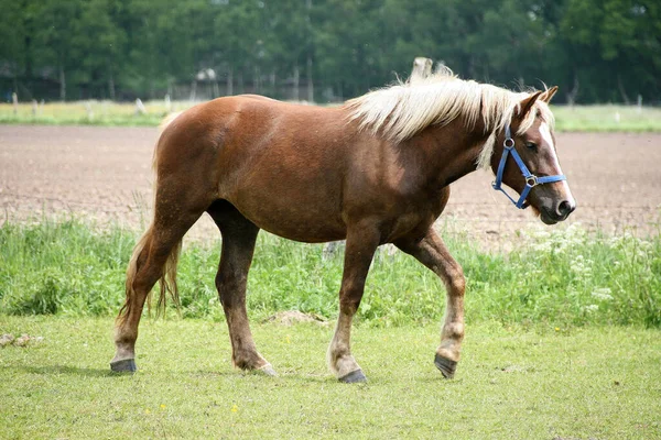 Ein Braunes Pferd Sommer Auf Dem Feld — Stockfoto