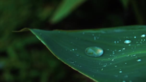 Gouttes Eau Sur Feuille — Video