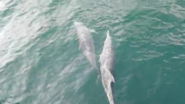 Delfíni Hrát Blízko Lodi Moři — Stock video