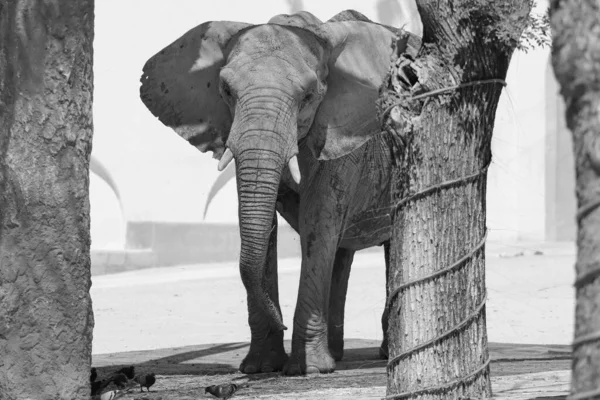 Elefante Africano Atrás Uma Árvore Savana — Fotografia de Stock