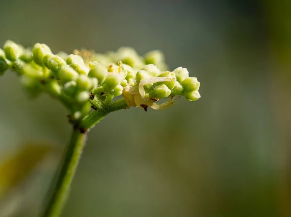 Eine Nahaufnahme Einer Blume Mit Verschwommenem Hintergrund Einem Sonnigen Tag — Stockfoto