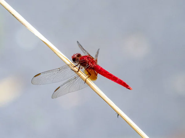 Eine Libelle Sitzt Auf Dem Gras Unter Dem Wolkenverhangenen Himmel — Stockfoto