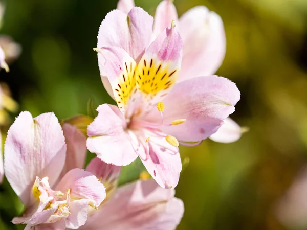 Primo Piano Del Fiore Bianco Con Uno Sfondo Sfocato — Foto Stock