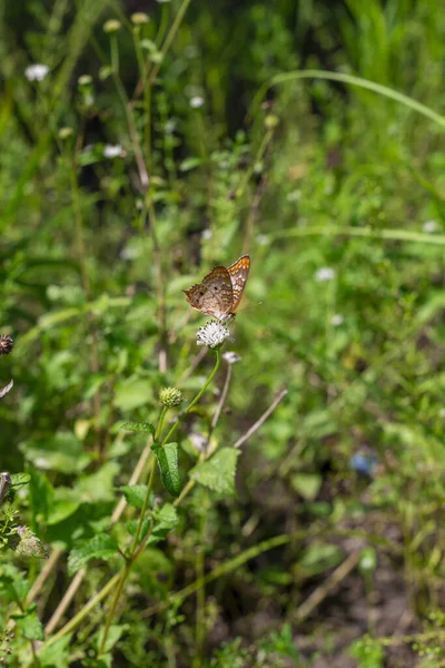 Une Petite Dame Peinte Papillon Sur Fond Flou — Photo