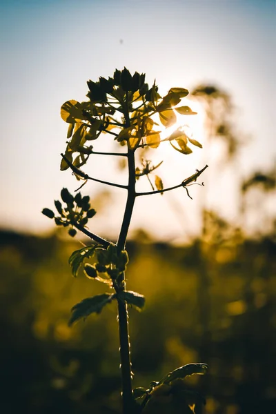 Цветущий Цветок Расплывчатом Закате Фоне Поля — стоковое фото
