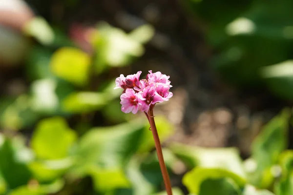 Tiro Seletivo Foco Uma Planta Flowering Rosa Bergenia Que Cresce — Fotografia de Stock