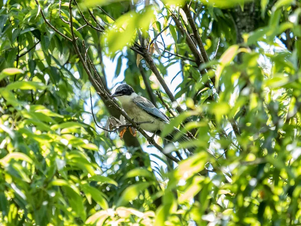 Close Pequeno Pássaro Sentado Galho Árvore Com Fundo Embaçado — Fotografia de Stock
