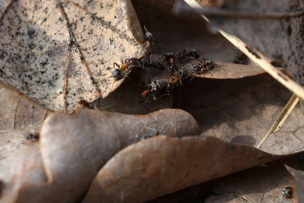 Detailní Pohled Pár Mravenců Kráčejících Spadlých Suchých Listech Zemi — Stock fotografie