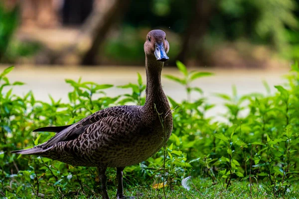 Pato Bonito Grama Parque — Fotografia de Stock