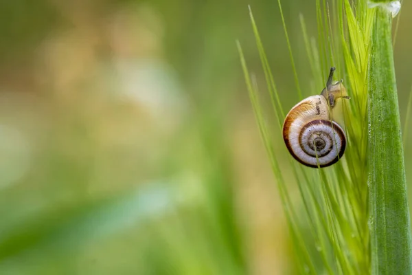 Tiro Seletivo Foco Caracol Rastejando Uma Planta — Fotografia de Stock