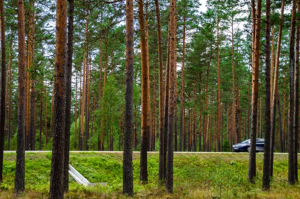 Eine Nahaufnahme Von Hohen Baumstämmen Und Gelbem Gras Wald — Stockfoto