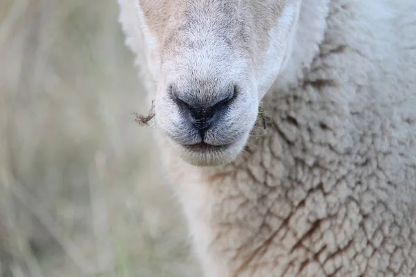 Ein Weißes Schaf Weidet Auf Der Weide Eines Bauernhofs — Stockfoto