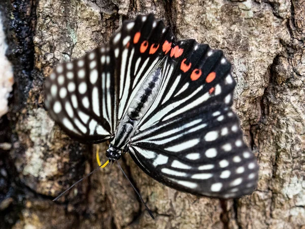 一只黑白蝴蝶坐在树干上的特写镜头 — 图库照片