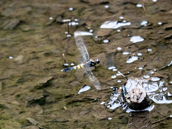 一只蜻蜓坐在地上 背景模糊的特写镜头 — 图库照片