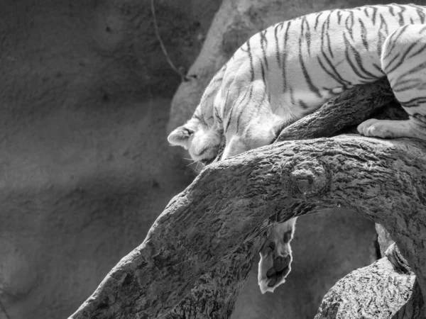 Šedá Stupnice Bílého Tygra Ležícího Větvi Rozmazaným Pozadím — Stock fotografie