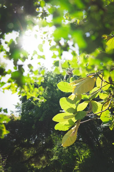 Enfoque Selectivo Hojas Verdes Frescas Bajo Luz Del Sol — Foto de Stock