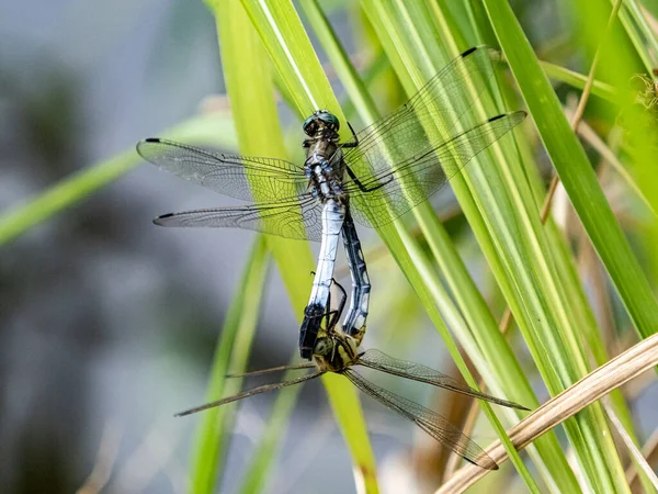 Een Closeup Van Een Blauwe Libelle Zittend Het Gras Met — Stockfoto