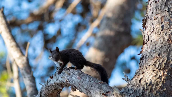 Selective Focus Shot Cute Little Squirrel Tree Branch Croatia — Stock Photo, Image