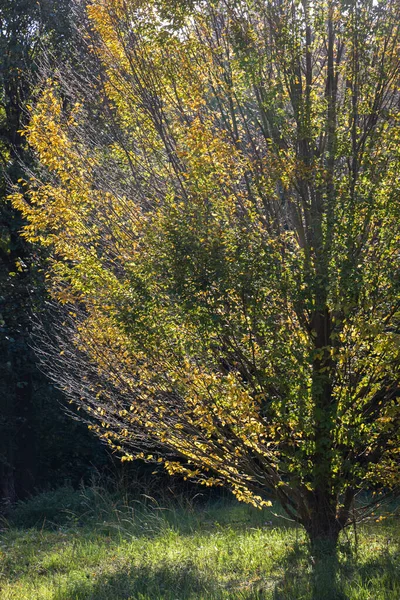 Ein Holziger Baum Mit Bunten Blättern Auf Dem Feld — Stockfoto