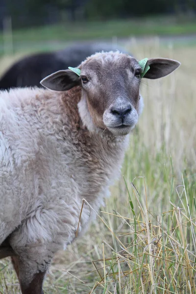 Egy Fehér Bárány Legel Legelőn Egy Farmon — Stock Fotó