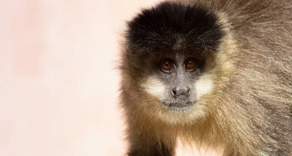 선택적으로 꼬리감는원숭이의 머리를 배경에 초점을 맞추는 — 스톡 사진