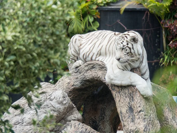 Een Wit Gestreepte Tijger Liggend Tak Met Wazige Achtergrond — Stockfoto